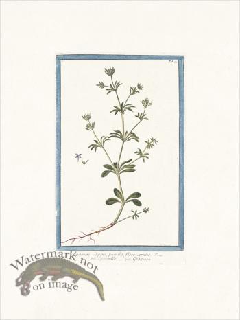 Bonelli 079 Rubia parva